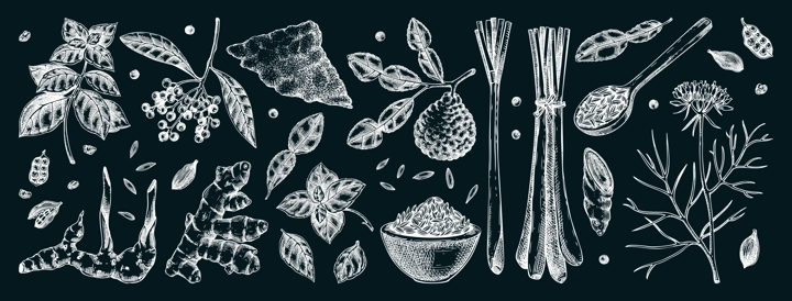 Hand drawn spices vector illustrations. Basil, galangal, cumin, cilantro, tumeric, lemongrass, lime sketches. Kitchen herbs chalk drawings. Food design elements NOT AI generated
